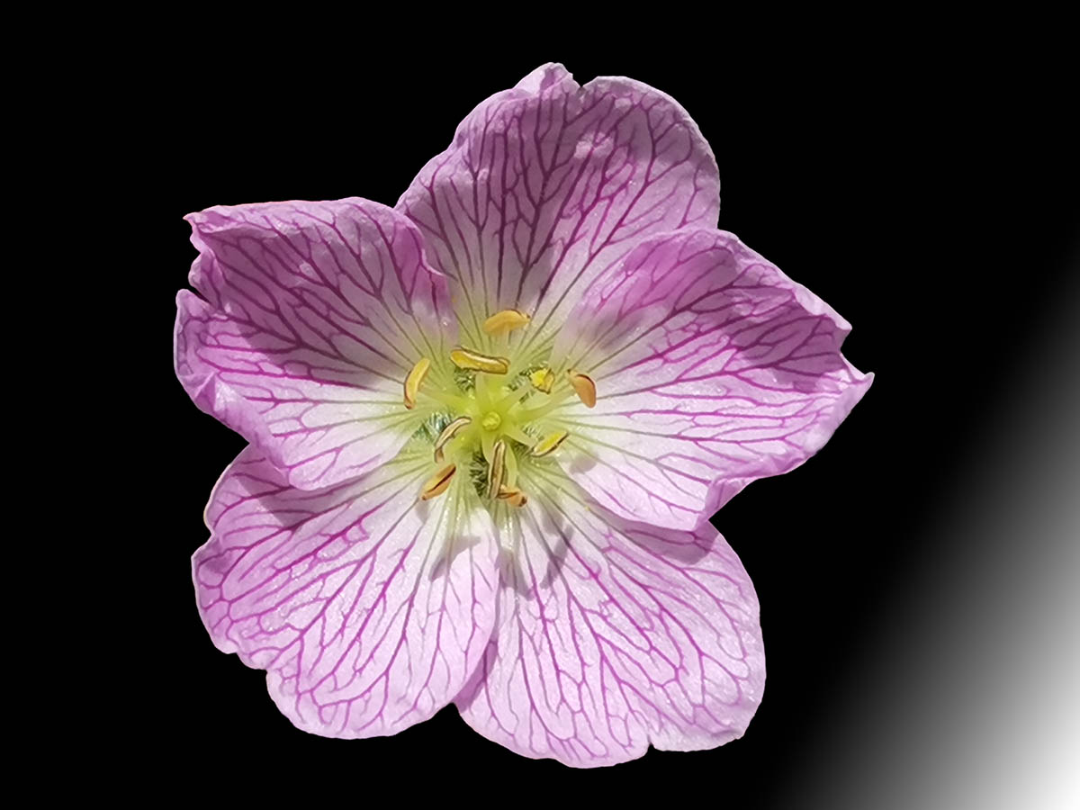Geranium cinereum